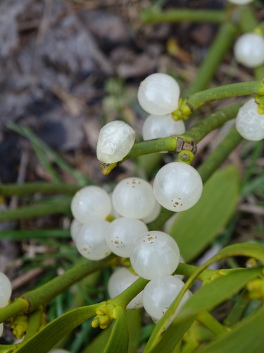 European mistletoe