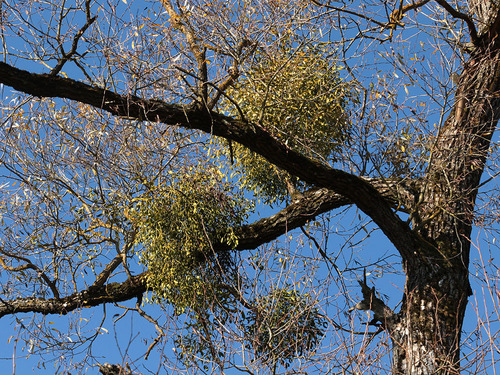 European mistletoe