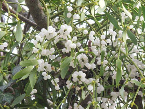 European mistletoe