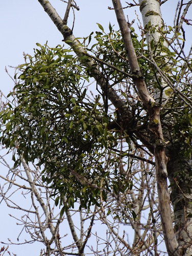 European mistletoe