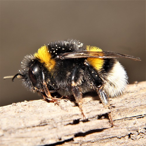 Buff-tailed Bumble Bee