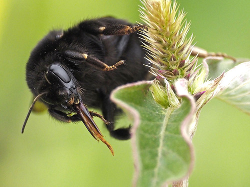Buff-tailed Bumble Bee