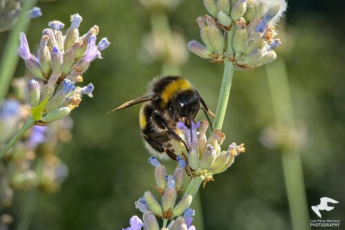 Buff-tailed Bumble Bee