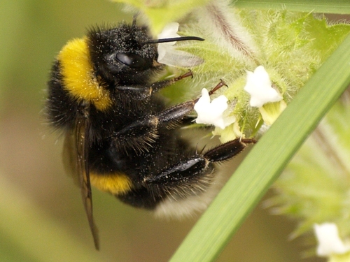 Buff-tailed Bumble Bee