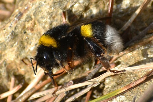 Buff-tailed Bumble Bee