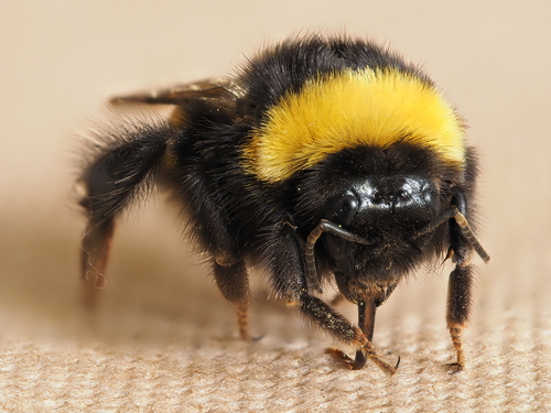 Buff-tailed Bumble Bee
