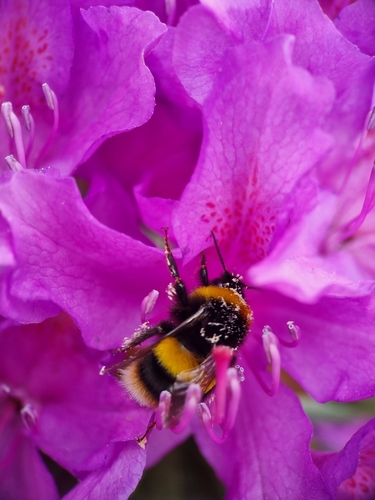 Buff-tailed Bumble Bee