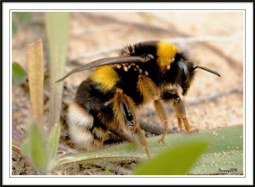 Buff-tailed Bumble Bee