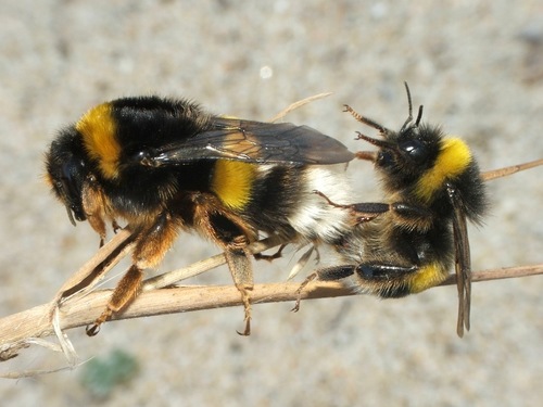 Buff-tailed Bumble Bee