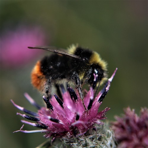 Red-tailed Bumble Bee