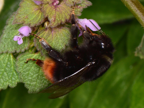 Red-tailed Bumble Bee