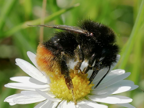 Red-tailed Bumble Bee