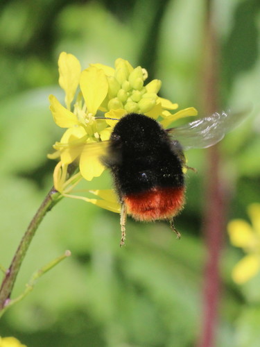 Red-tailed Bumble Bee
