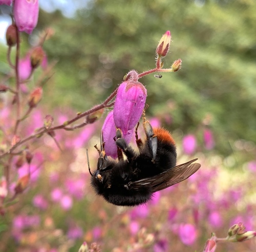 Red-tailed Bumble Bee