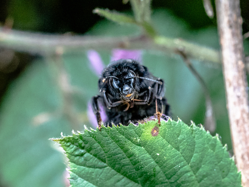 Red-tailed Bumble Bee