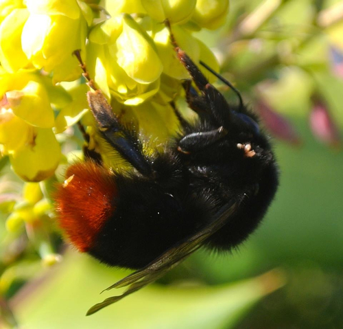 Red-tailed Bumble Bee