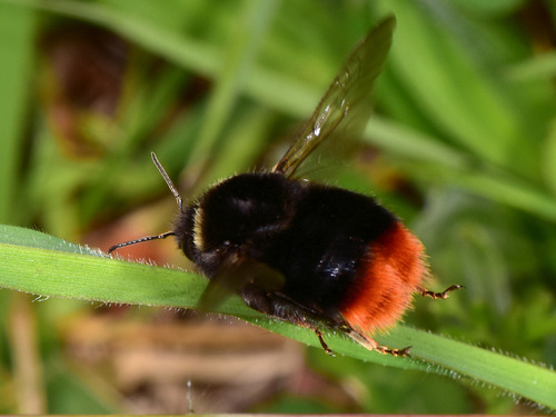 Red-tailed Bumble Bee