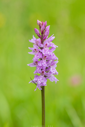 Common Spotted Orchid