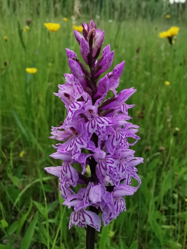 Common Spotted Orchid