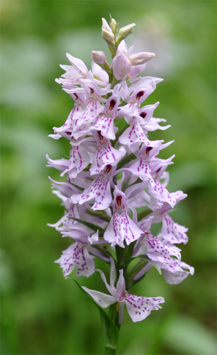 Common Spotted Orchid