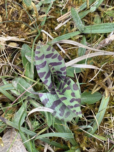 Common Spotted Orchid