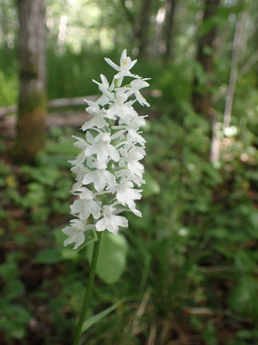 Common Spotted Orchid