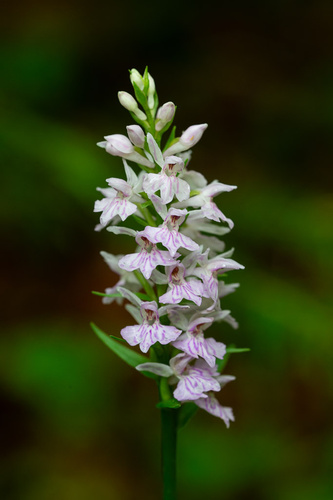 Common Spotted Orchid