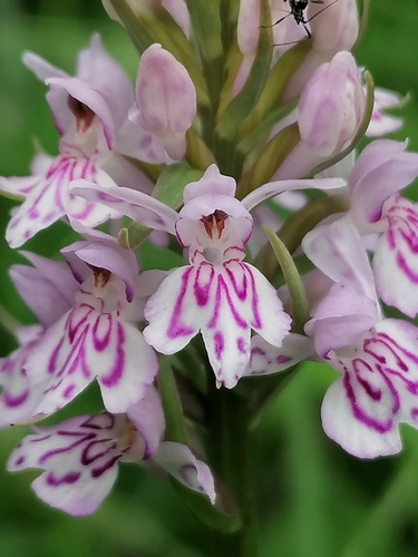 Common Spotted Orchid