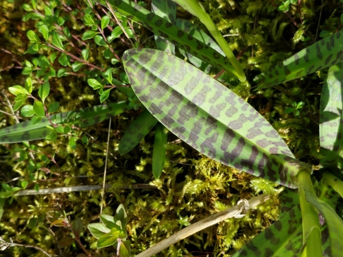 Common Spotted Orchid