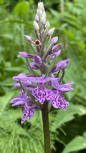 Common Spotted Orchid