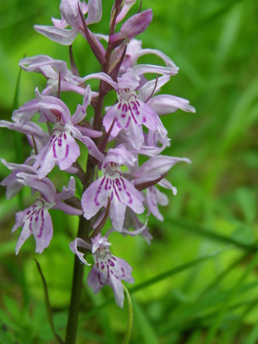 Common Spotted Orchid