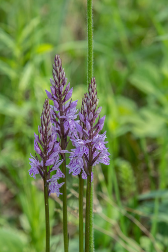Common Spotted Orchid