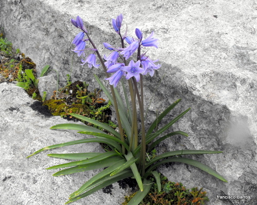 Spanish Bluebell