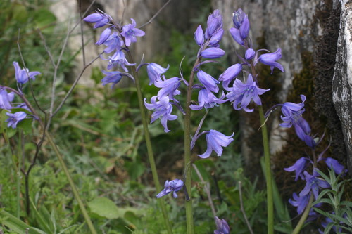 Spanish Bluebell