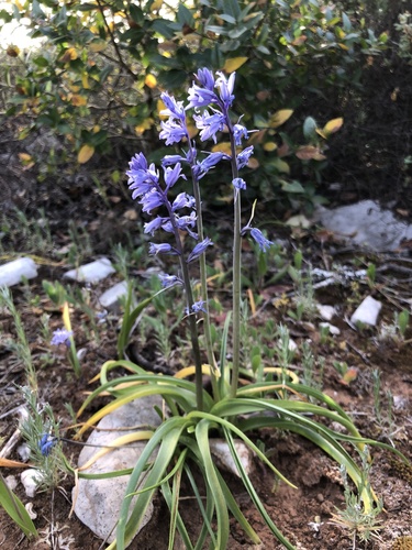 Spanish Bluebell