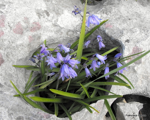 Spanish Bluebell