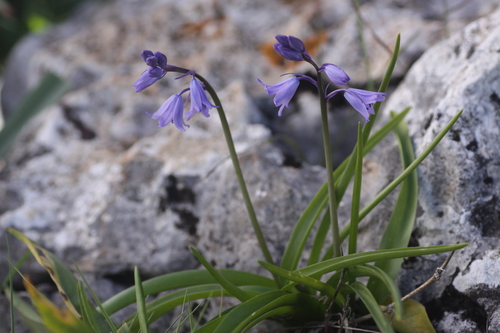 Spanish Bluebell