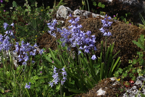 Spanish Bluebell