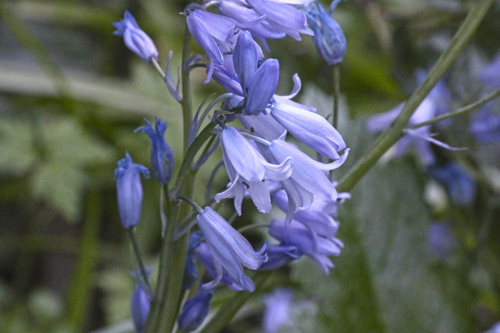 Spanish Bluebell
