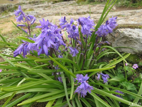 Spanish Bluebell