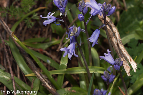 Spanish Bluebell
