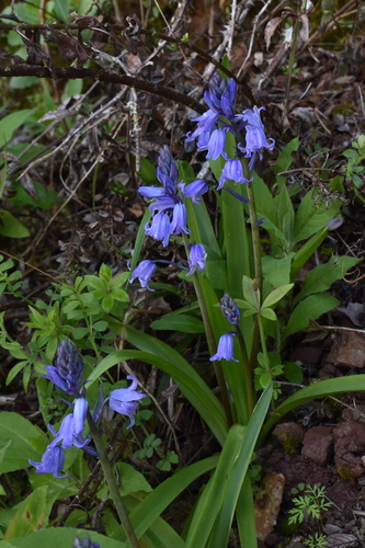 Spanish Bluebell