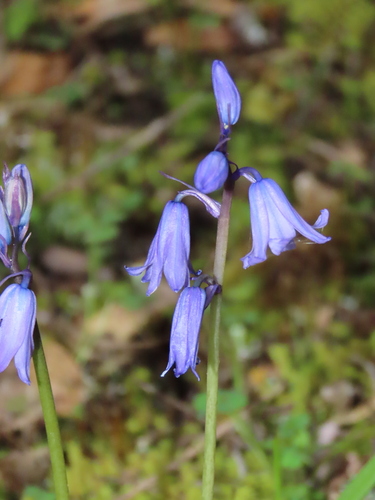 Spanish Bluebell