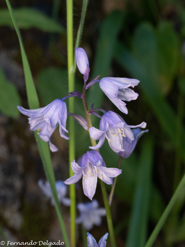 Spanish Bluebell