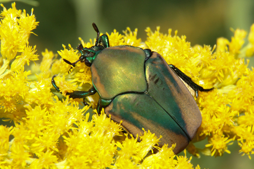 Figeater Beetle
