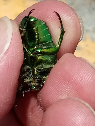 Figeater Beetle