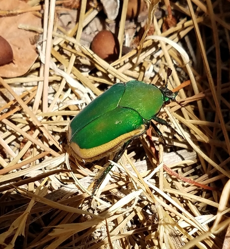 Figeater Beetle