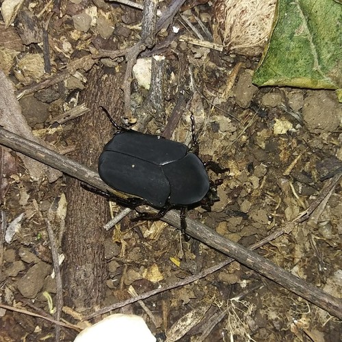 Figeater Beetle