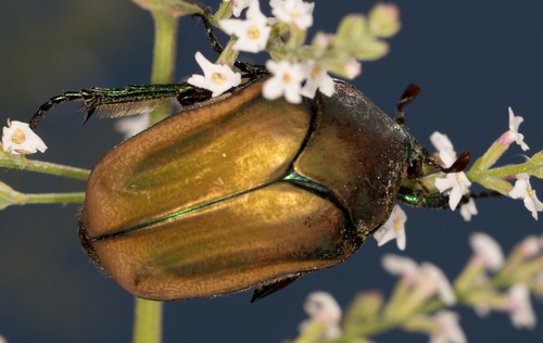 Figeater Beetle