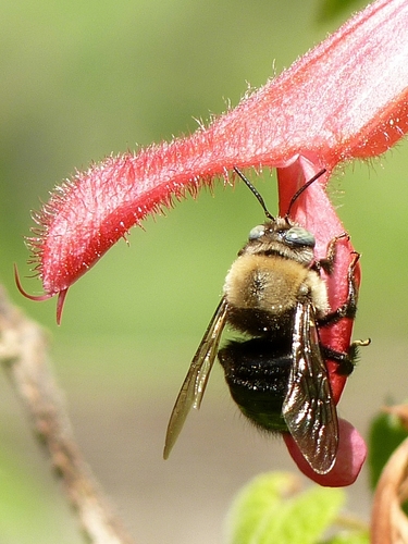 Horse-fly Carpenter Bee